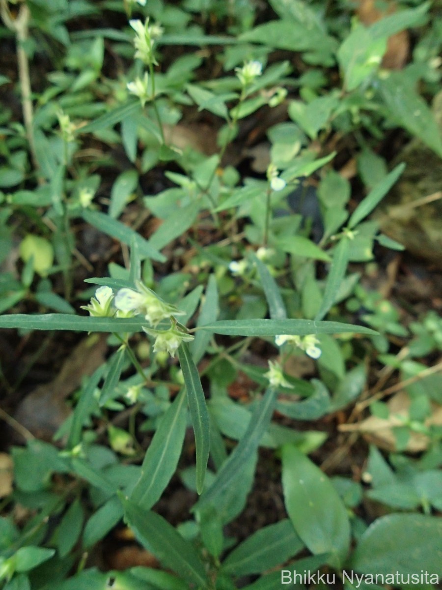 Rungia pectinata (L.) Nees